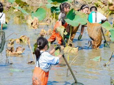 蘇州研學基地趣味挖藕三六六社會實踐邀你共赴田野體驗探秘之旅